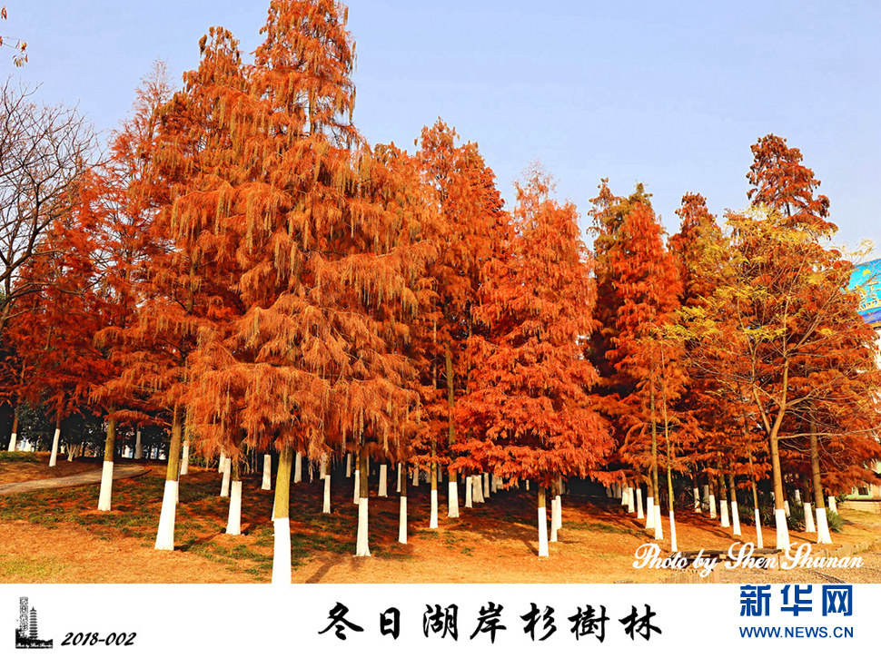 冬日湖岸杉树林