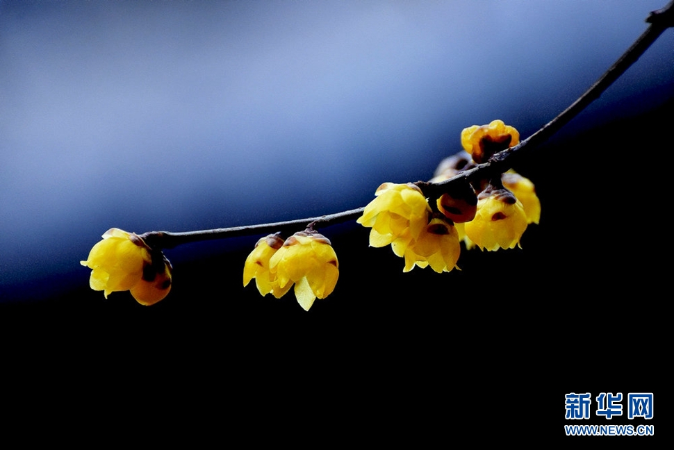 《大寒时节独自香》