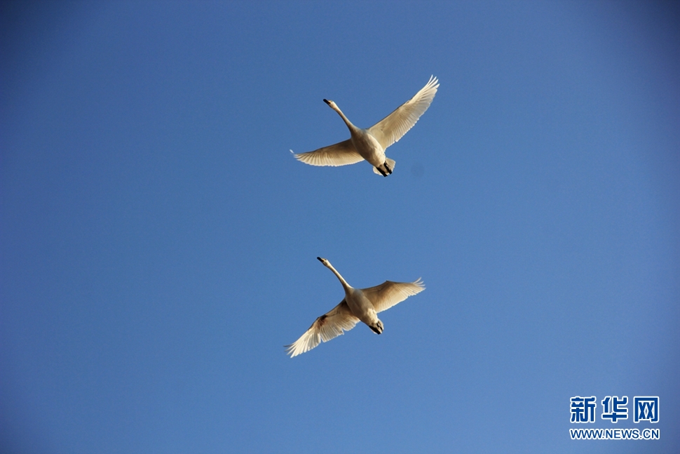 《三门峡大天鹅》