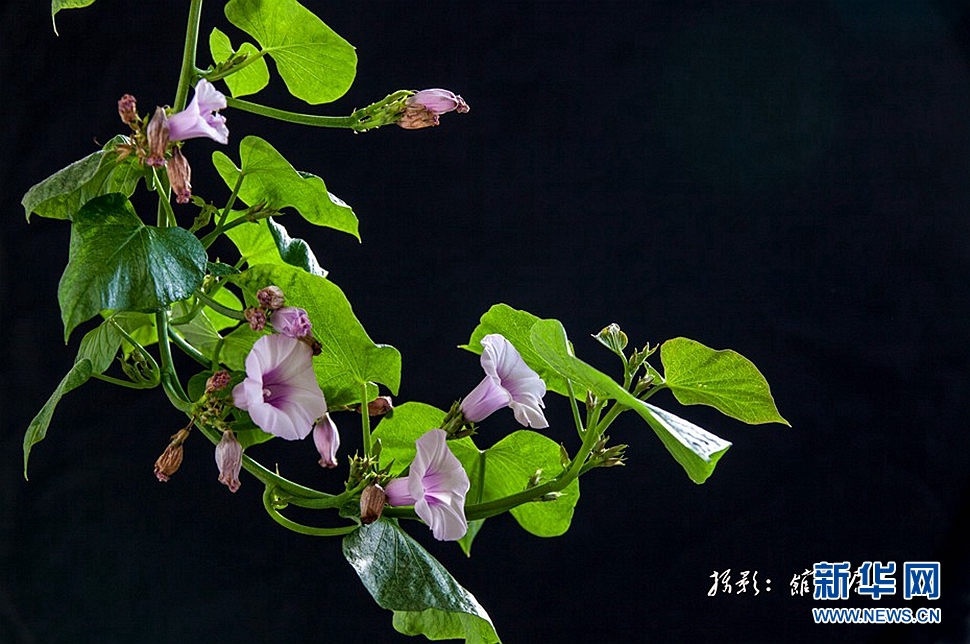 《我家的红薯花》