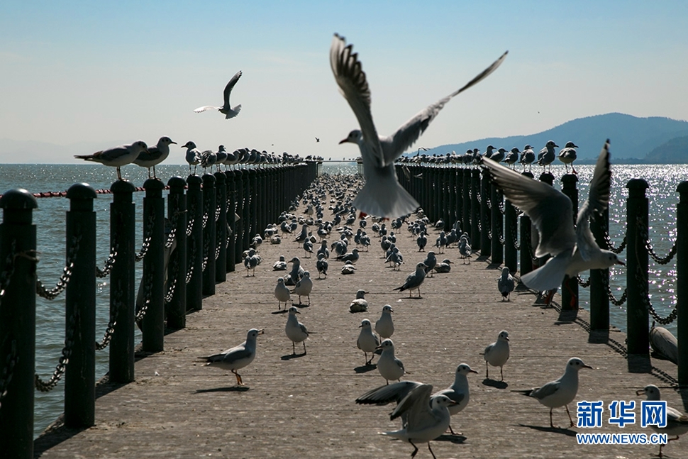 去昆明看红嘴鸥