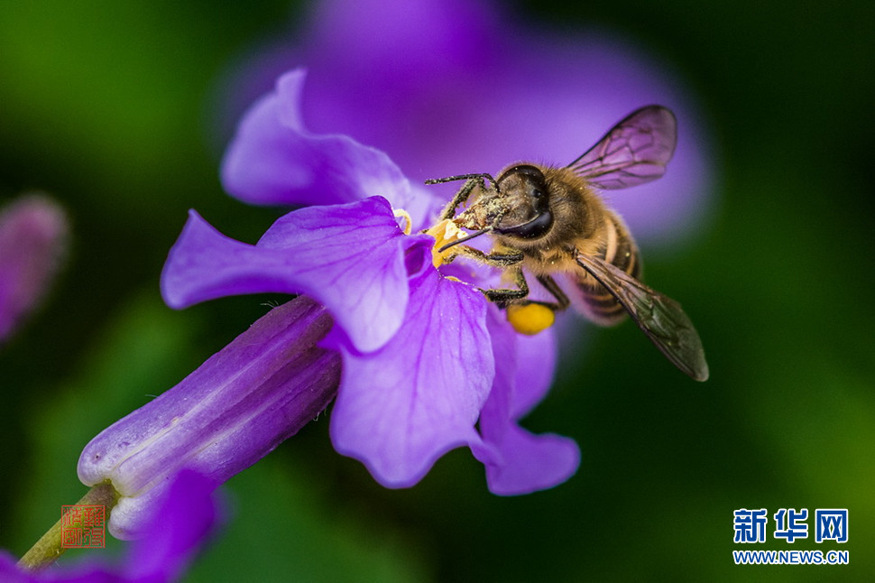 乍暖还寒拍蜜蜂
