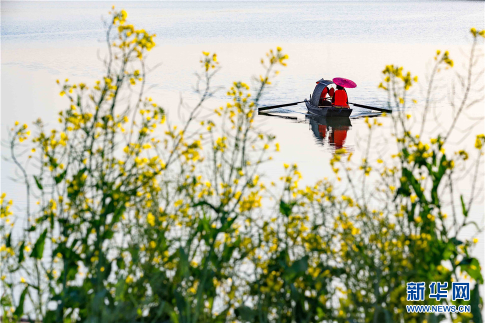 美丽的封丘县油菜花田