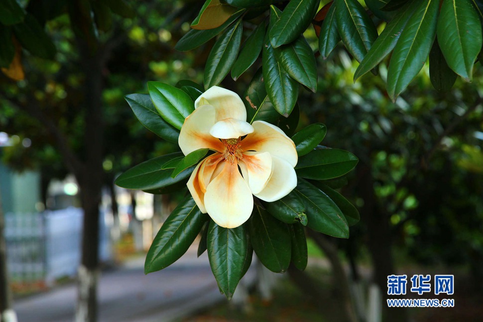 树荫里闻香识玉兰