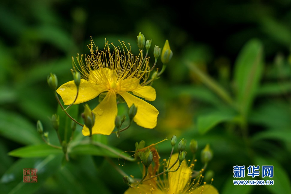 人像镜头试镜拍花