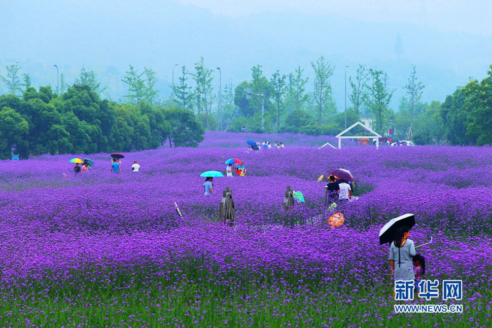 雨中游荪湖花海，美翻了！