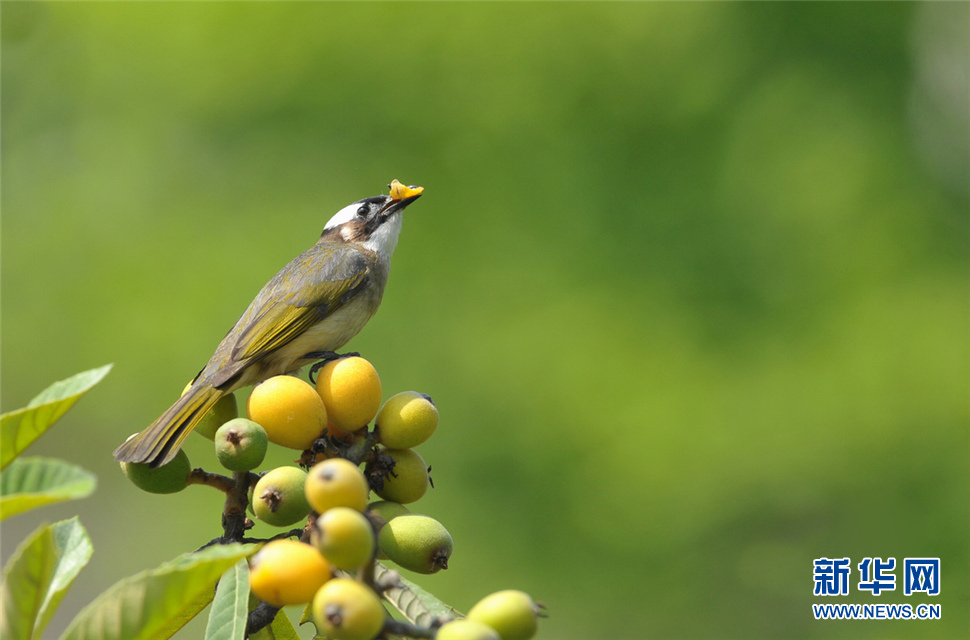 吃枇杷果的白头鹎鸟