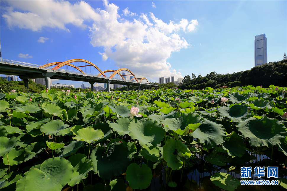 深圳有座彩虹桥