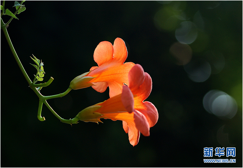 红艳艳的凌霄花