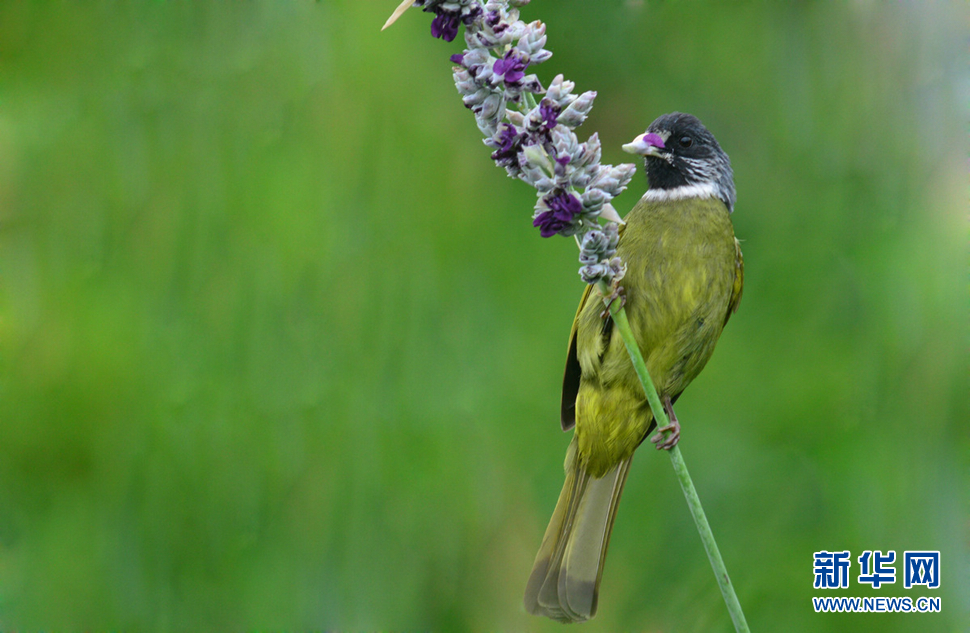 领雀嘴鹎花鸟图