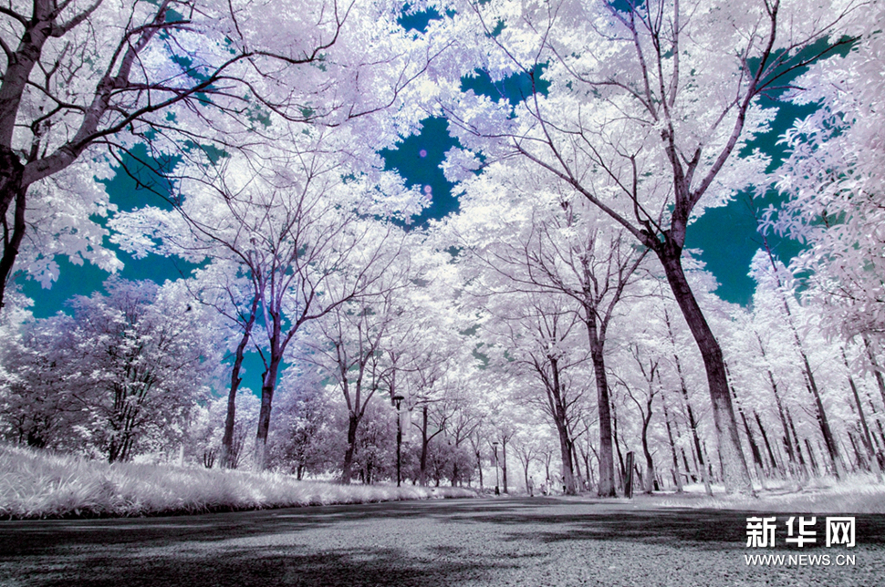 夏日晴空“雪”