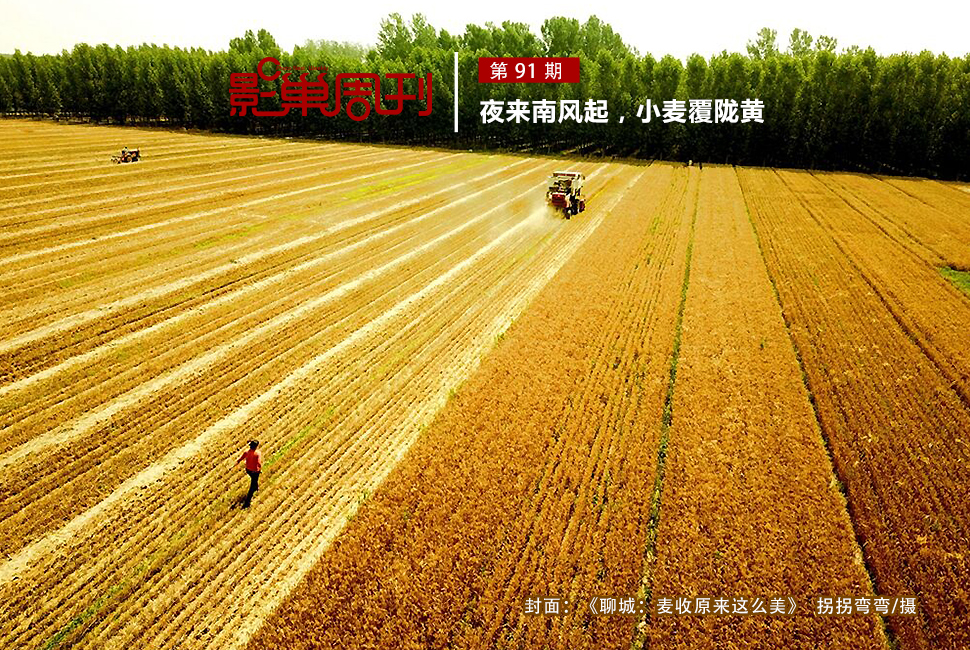 聊城：麦收原来这么美