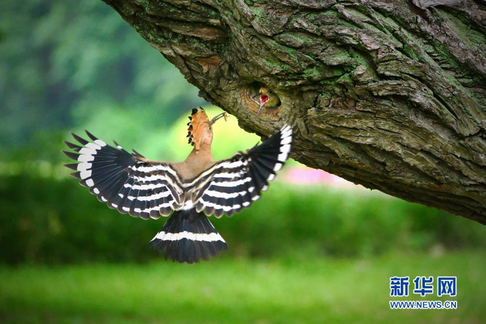 戴胜鸟哺育彰显母爱的伟大