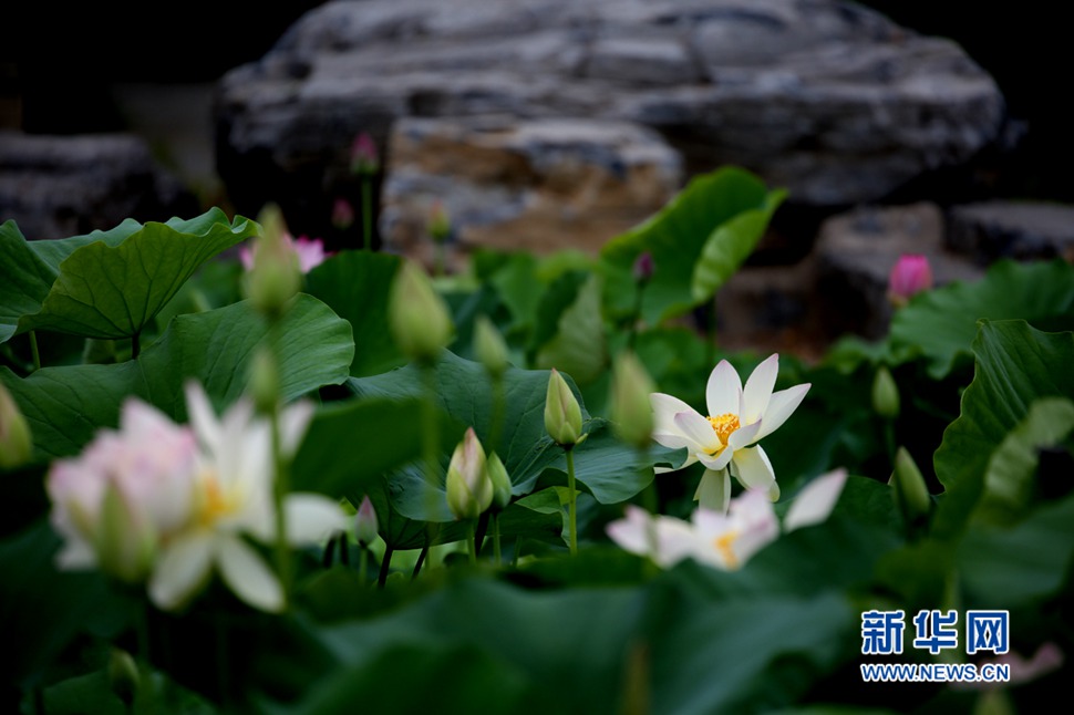 莲花池的荷花开了