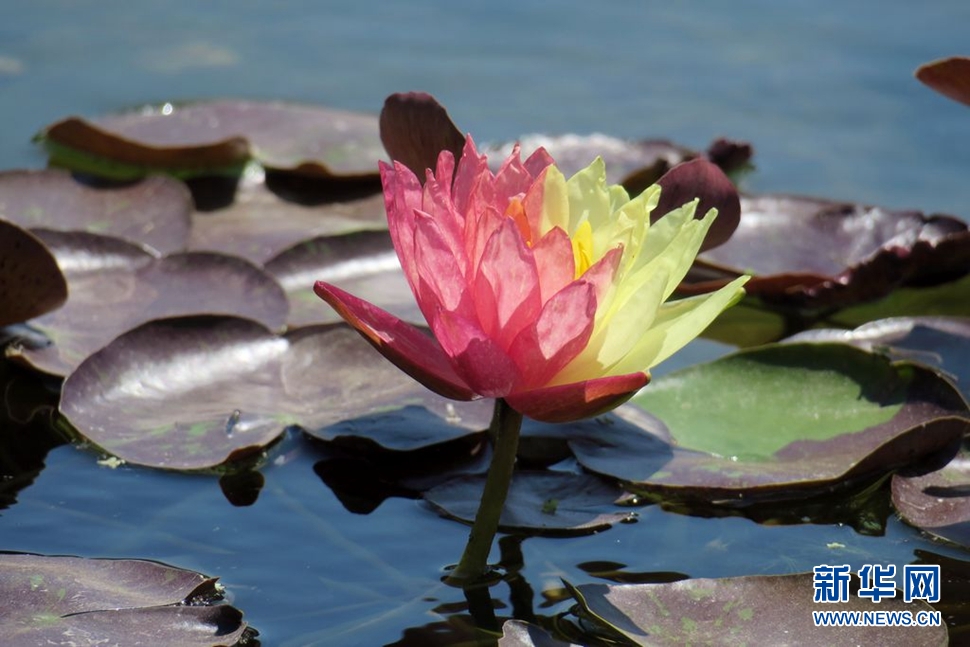 观赏珍稀睡莲“万维莎”