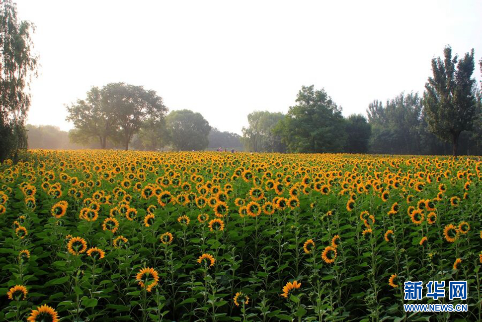 奥林匹克森林公园葵花随拍