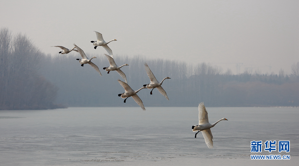 天鹅之乡拍天鹅