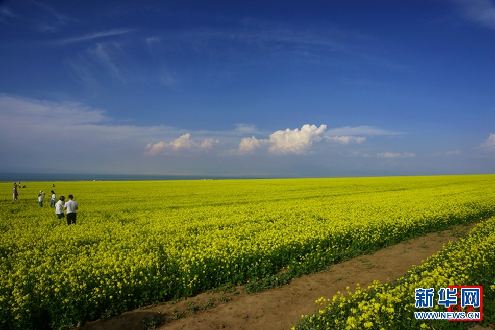 青海湖畔的那片黄