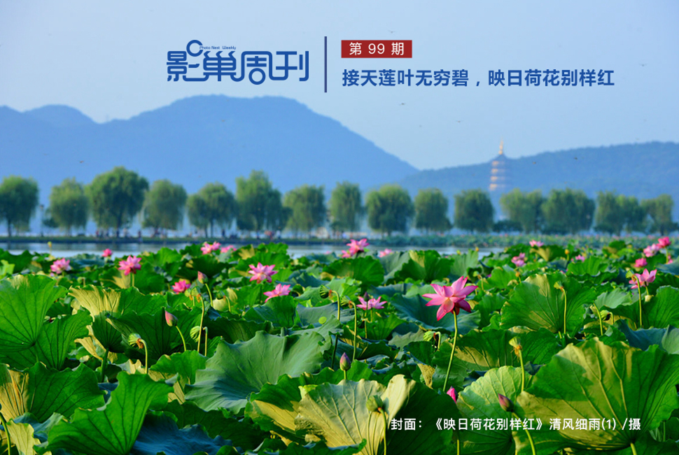 映日荷花别样红