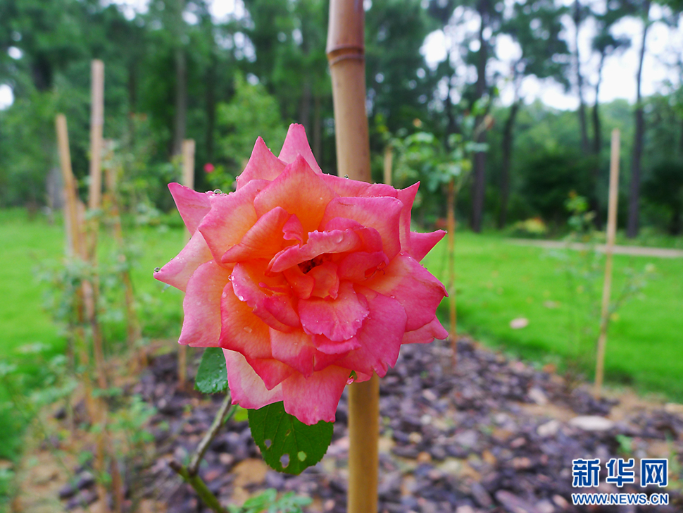 邂逅“桃园山居”