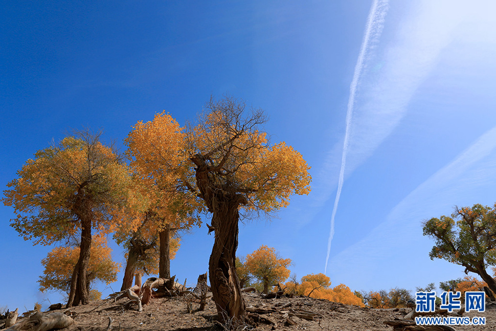 额济纳——秋天最美的童话