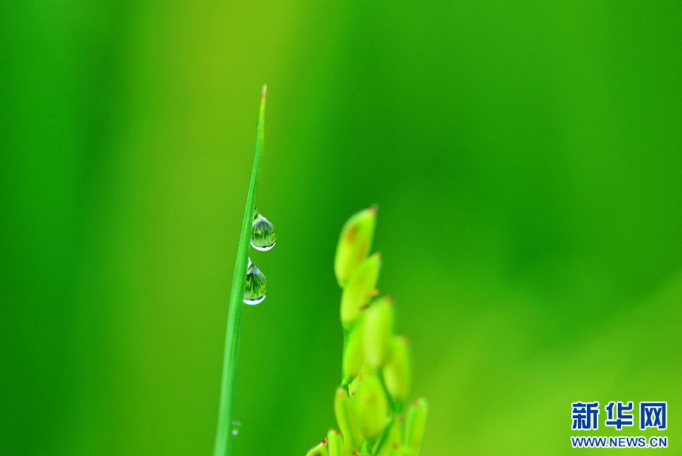 又到稻花飘香时