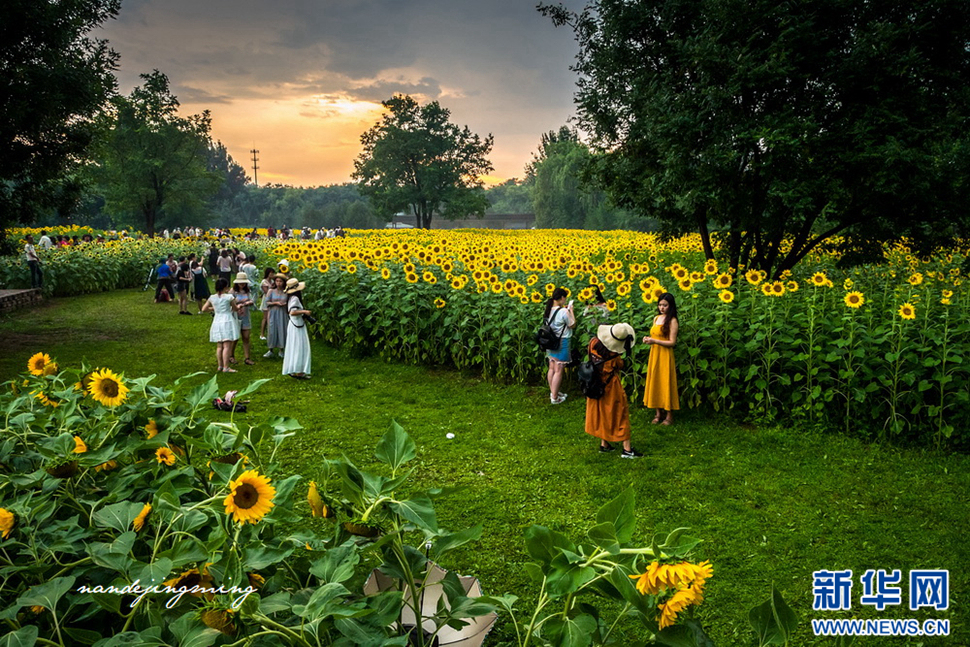 北京奥森公园里的葵花