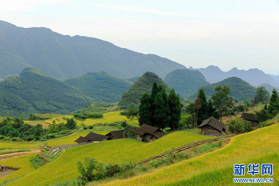 塘家梯田金秋最美时
