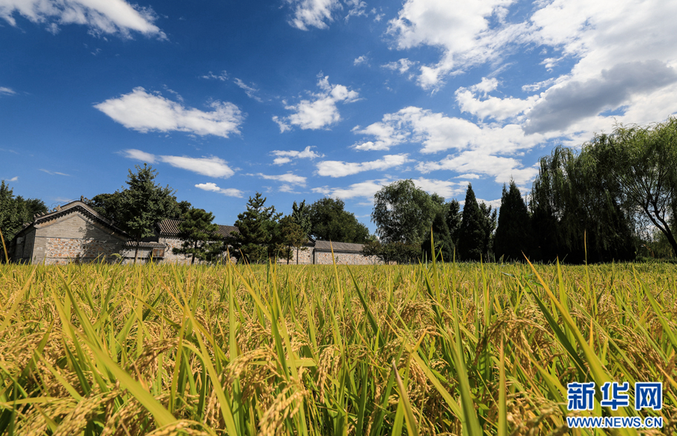古塔映斜阳 京西贡稻香