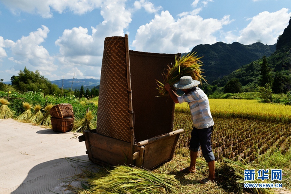 金秋时节稻谷香