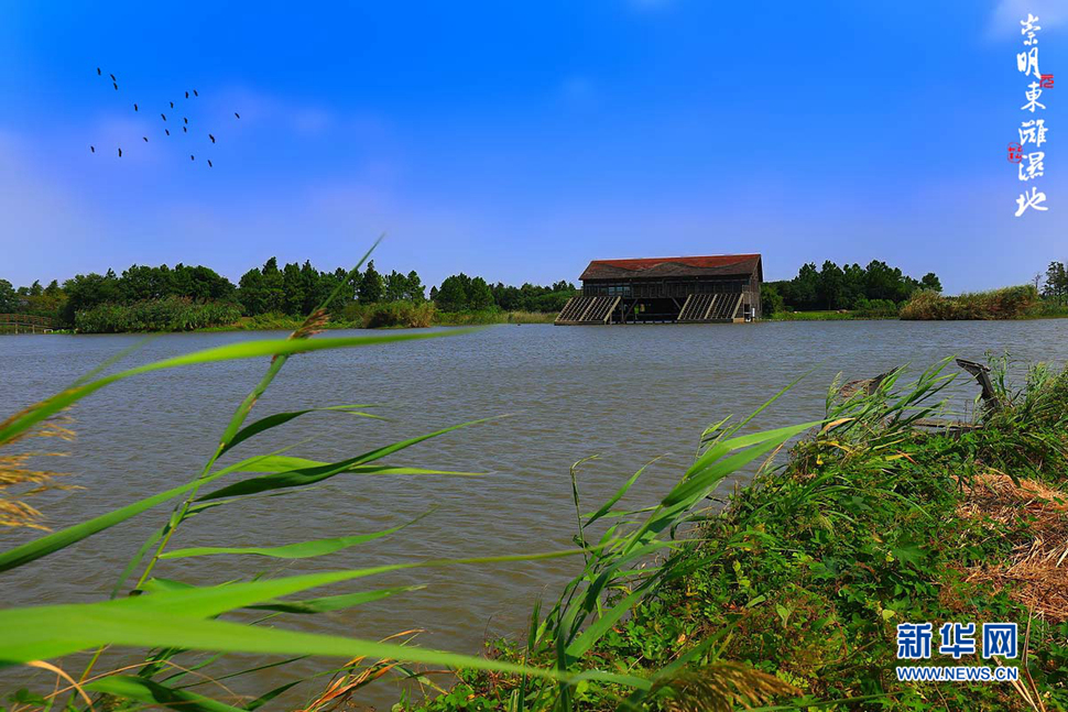 崇明东滩湿地