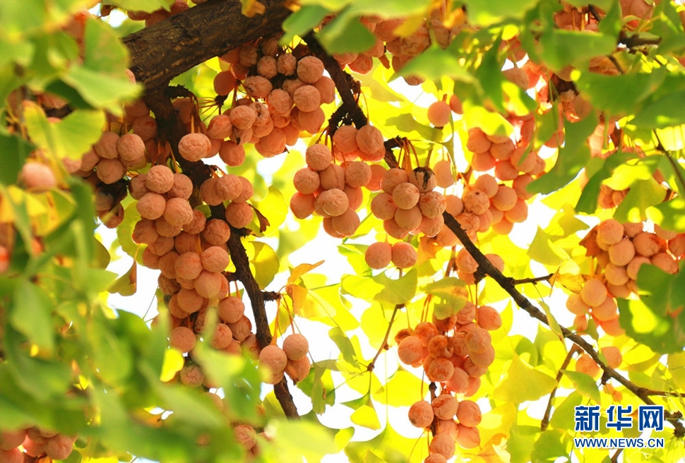 秋日银杏果光影