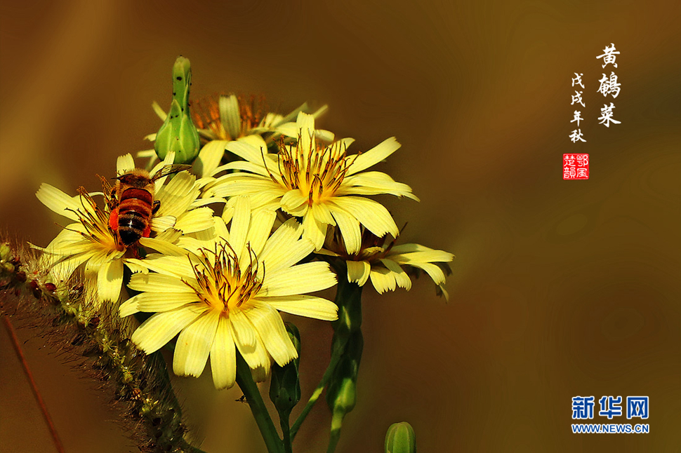 秋日乡间的野花放异彩