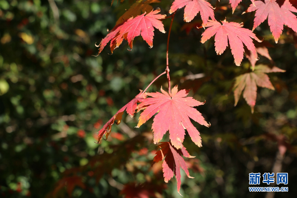 霜降枫叶红似火