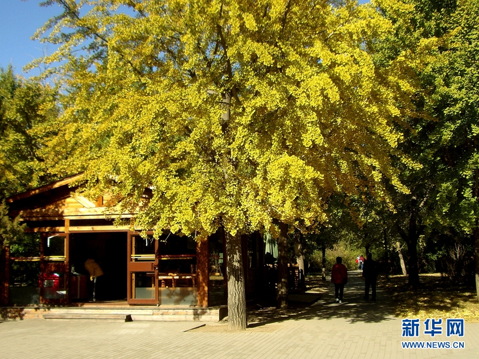 北京植物园秋韵