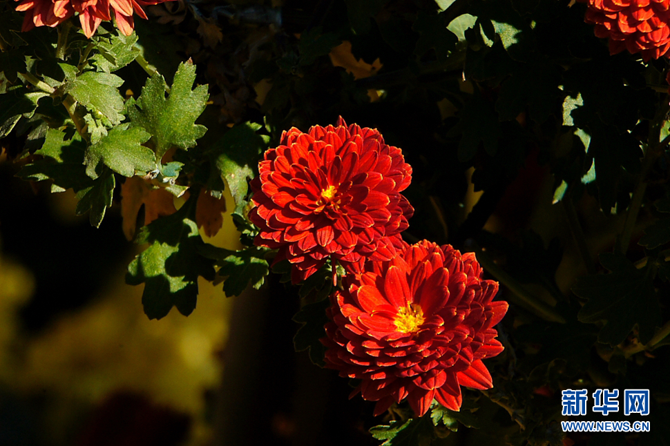 金秋北海养心斋小拍