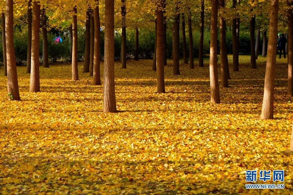 奥林匹克森林公园的秋色