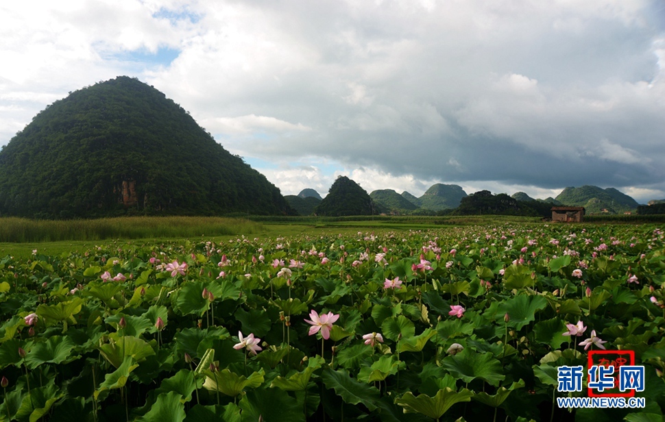 一生一世，万亩荷花