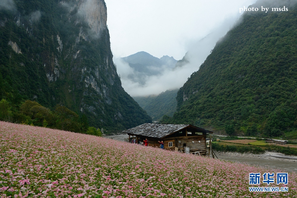 荞麦花开雾里村