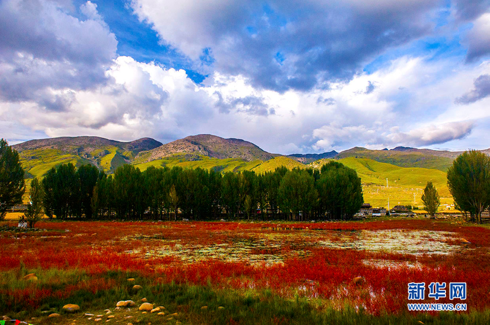 《桑堆红草地》