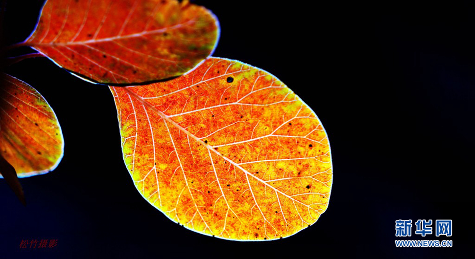 《红叶谷金秋华章》