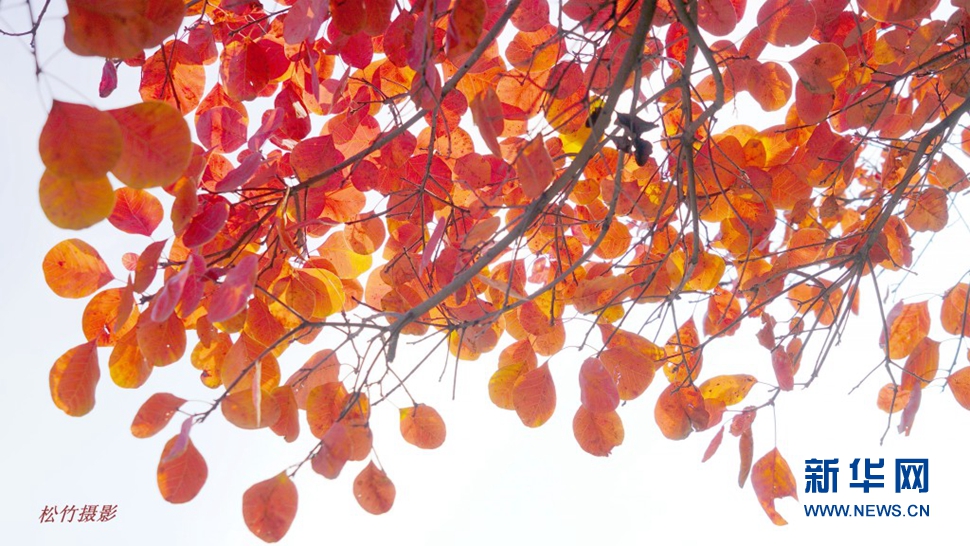 《霜叶红于二月花》