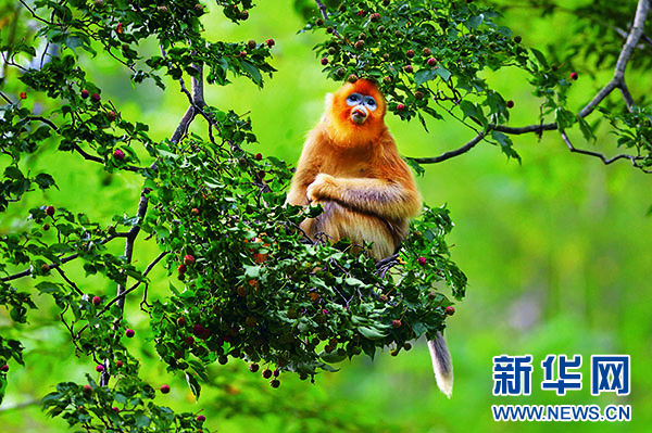 “猴王”摄影师丁宽亮：为珍稀物种呐喊 第 6 张