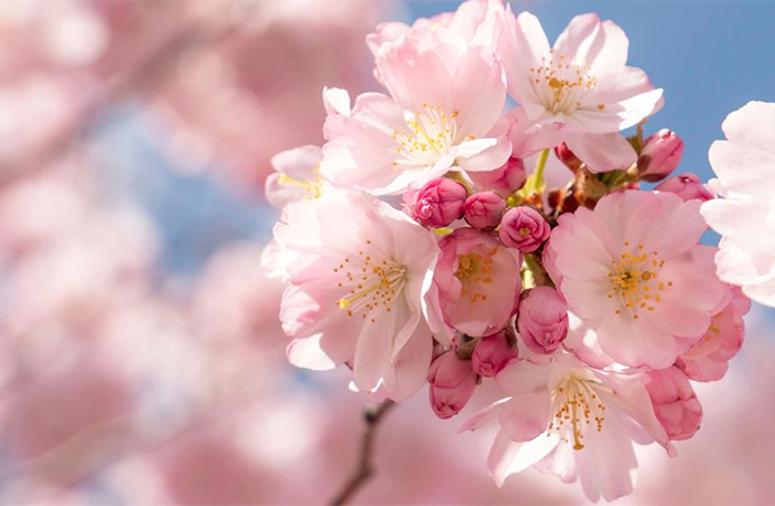 醉美樱花季！摄影师直击世界各地花海 让你美到窒息