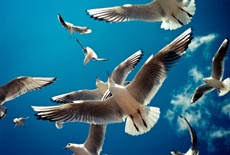 红嘴鸥：昆明市民的环保公共课