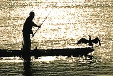 纪实专栏《识图》第五期——最后的鱼鹰