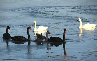 摄影师实拍天鹅斑头雁冰面嬉戏 体态优雅宛若仙子