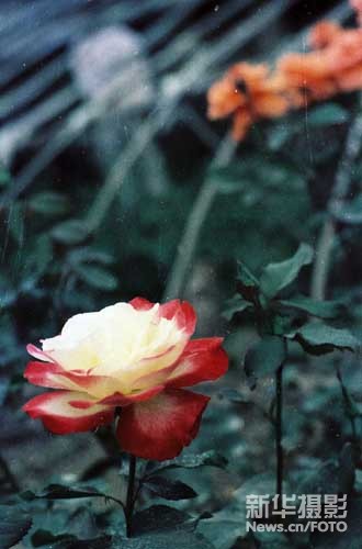 刘卫兵 回望20年（7）