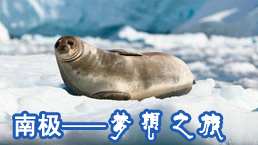 南极&mdash;&mdash;梦想之旅