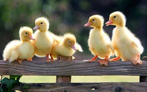 英国摄影师镜头下的奇趣动物